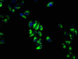 Immunofluorescence staining of Hela cells with CSB-PA13005A0Rb at 1:66, counter-stained with DAPI. The cells were fixed in 4% formaldehyde, permeabilized using 0.2% Triton X-100 and blocked in 10% normal Goat Serum. The cells were then incubated with the antibody overnight at 4°C. The secondary antibody was Alexa Fluor 488-congugated AffiniPure Goat Anti-Rabbit IgG(H+L).