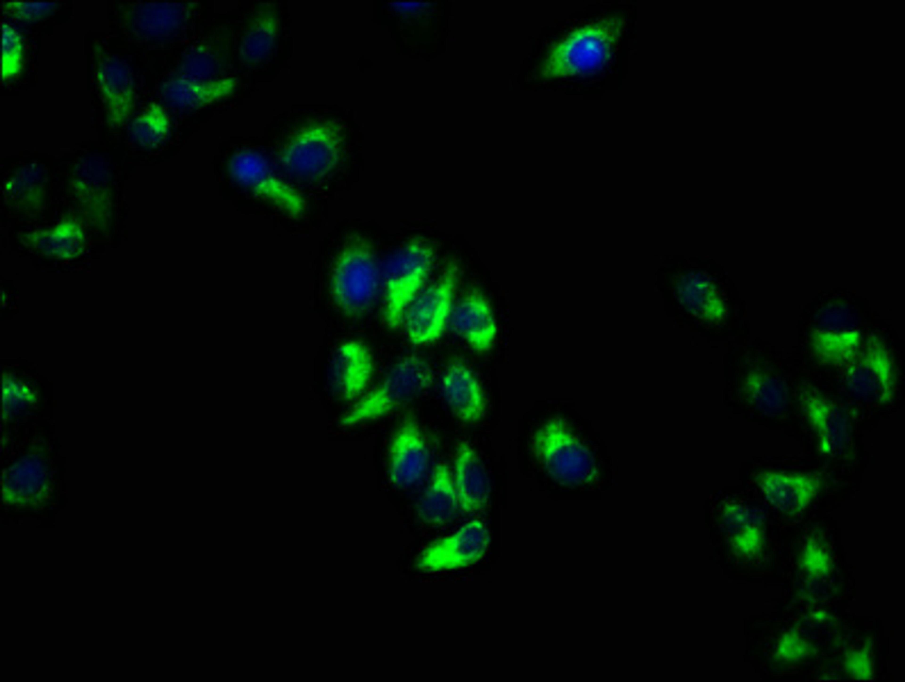 Immunofluorescence staining of Hela cells with CSB-PA13005A0Rb at 1:66, counter-stained with DAPI. The cells were fixed in 4% formaldehyde, permeabilized using 0.2% Triton X-100 and blocked in 10% normal Goat Serum. The cells were then incubated with the antibody overnight at 4°C. The secondary antibody was Alexa Fluor 488-congugated AffiniPure Goat Anti-Rabbit IgG(H+L).