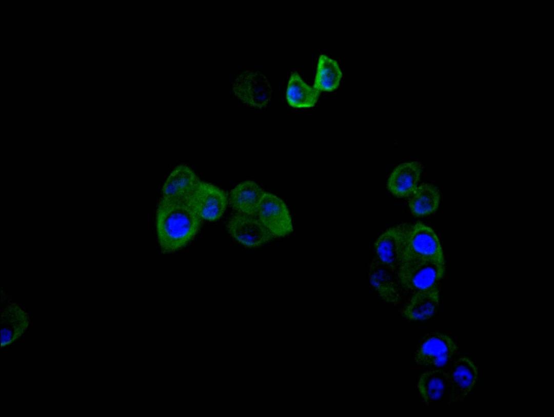 Immunofluorescence staining of hela cell with CSB-RA018122MA1HU at 1:30,  counter-stained with DAPI. The cells were fixed in 4% formaldehyde and blocked in 10% normal Goat Serum. The cells were then incubated with the antibody overnight at 4C. The secondary antibody was FITC-conjugated AffiniPure Goat Anti-Mouse IgG(H+L).