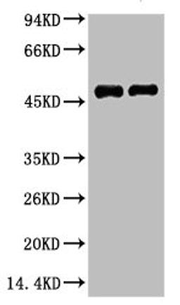 Western blot analysis of 1) Mouse Brain Tissue, 2) Rat Brain tissue, diluted at 1:2000.