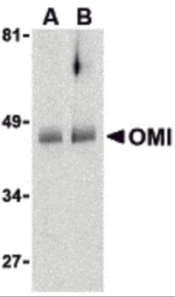 Western blot analysis of OMI in human colon cell lysates with OMI antibody at (A) 0.5 and (B) 1 &#956;g/mL. 