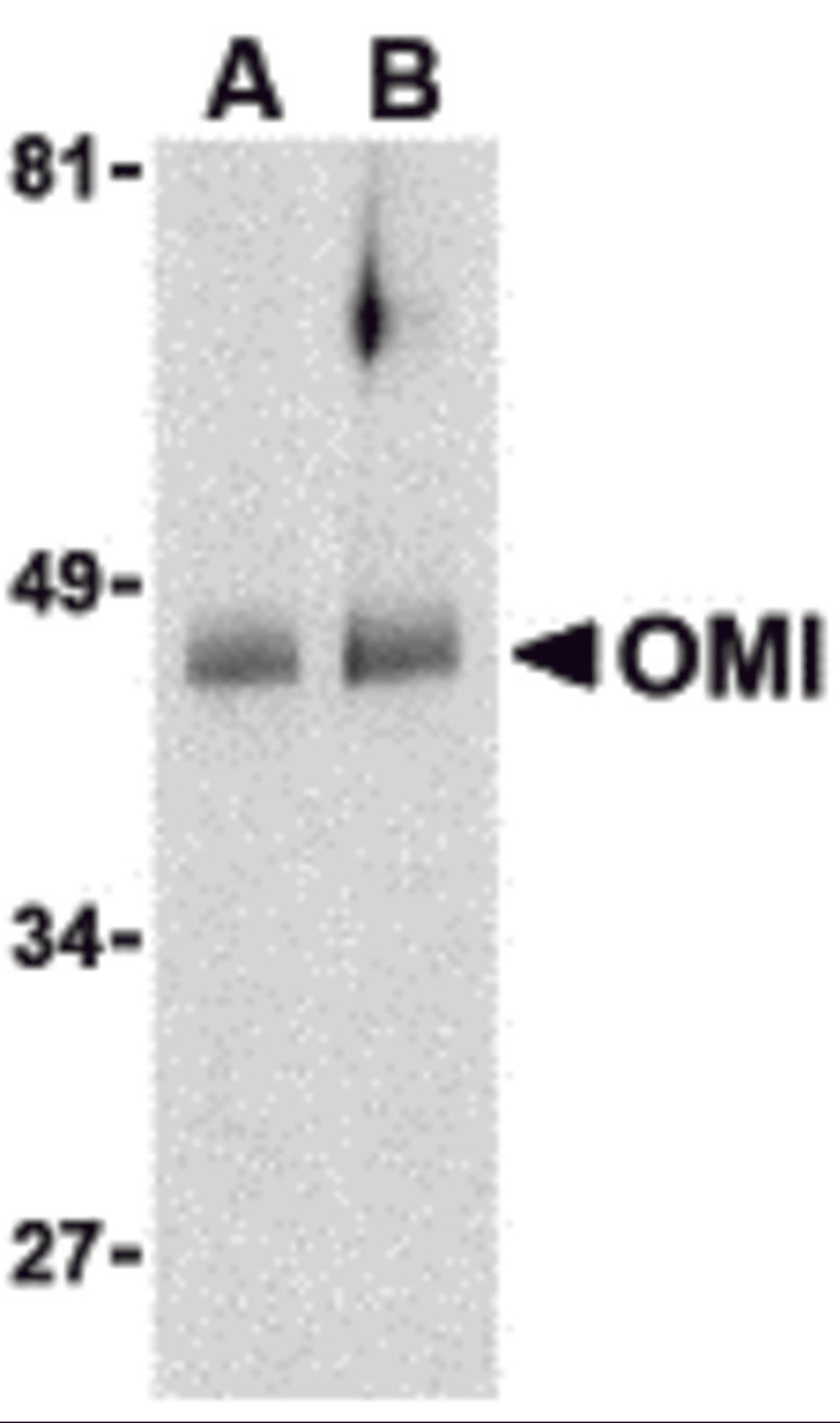 Western blot analysis of OMI in human colon cell lysates with OMI antibody at (A) 0.5 and (B) 1 &#956;g/mL. 