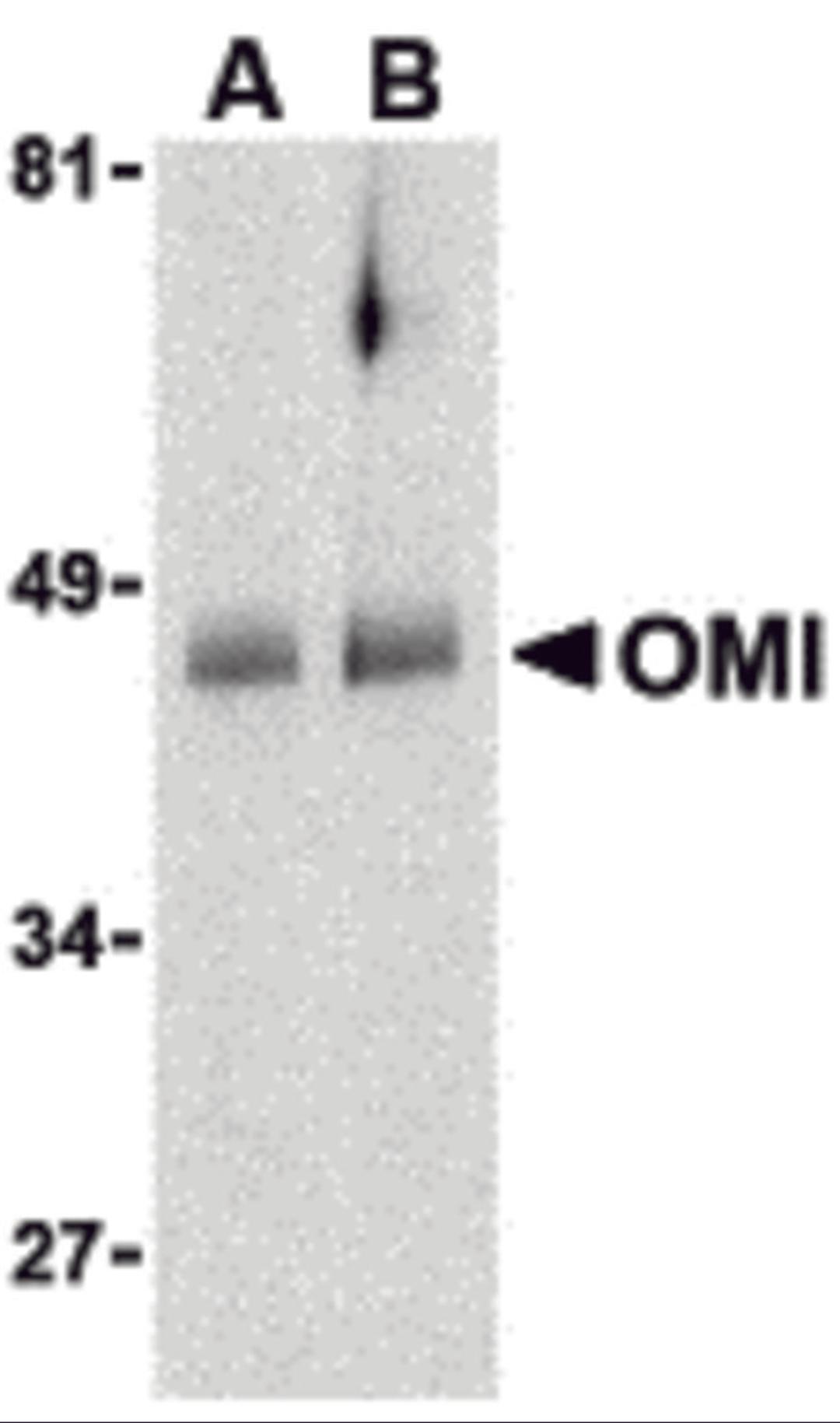 Western blot analysis of OMI in human colon cell lysates with OMI antibody at (A) 0.5 and (B) 1 μg/mL.