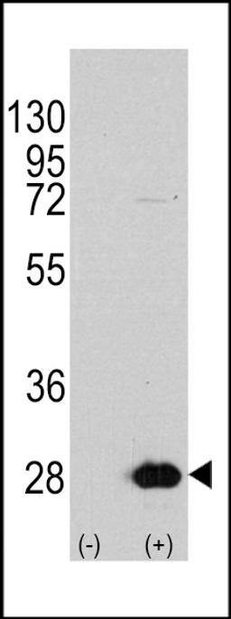 Western blot analysis of HSPB1 using rabbit polyclonal HSPB1 Antibody (S78) using 293 cell lysates (2 ug/lane) either nontransfected (Lane 1) or transiently transfected with the HSPB1 gene (Lane 2).