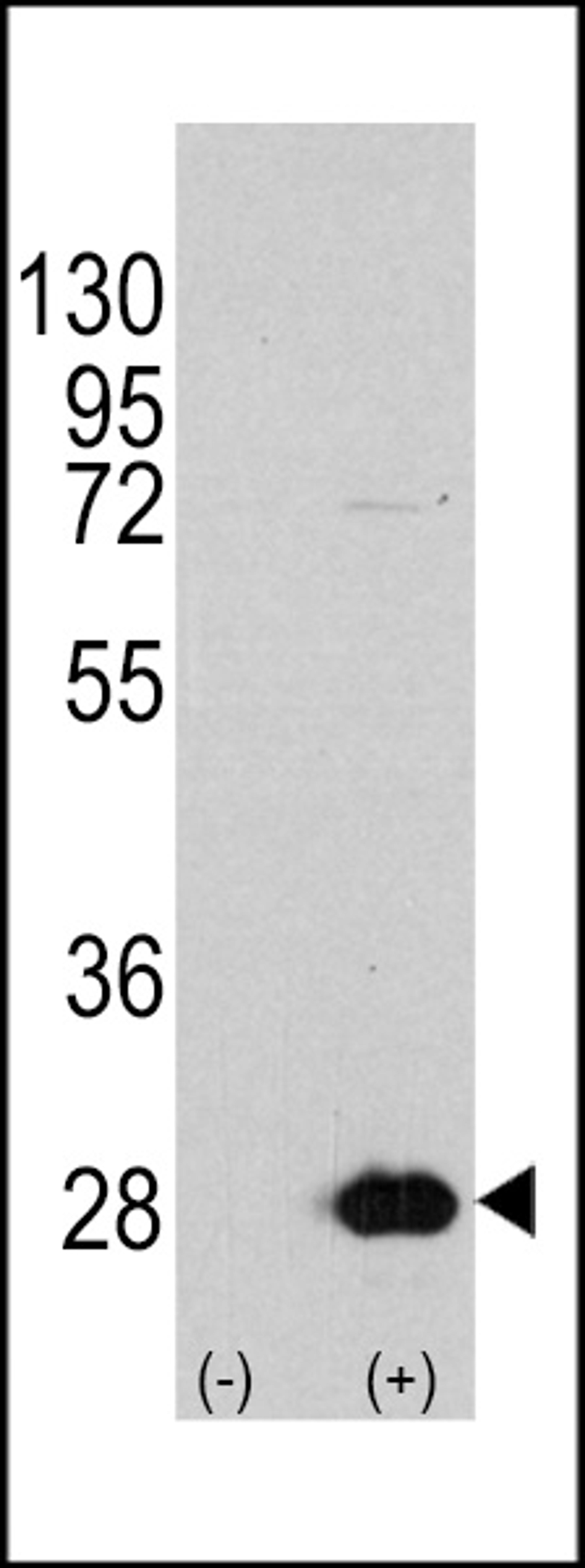 Western blot analysis of HSPB1 using rabbit polyclonal HSPB1 Antibody (S78) using 293 cell lysates (2 ug/lane) either nontransfected (Lane 1) or transiently transfected with the HSPB1 gene (Lane 2).