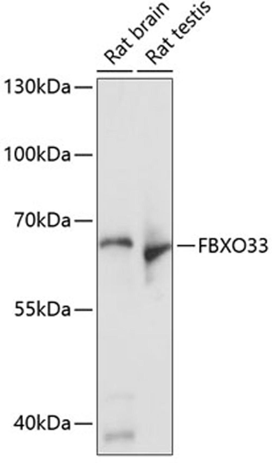 Western blot - FBXO33 antibody (A14303)