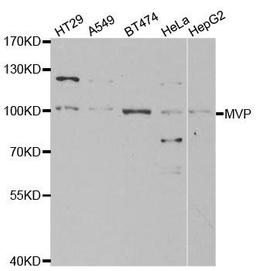 Western blot analysis of extracts of various cell lines using MVP antibody