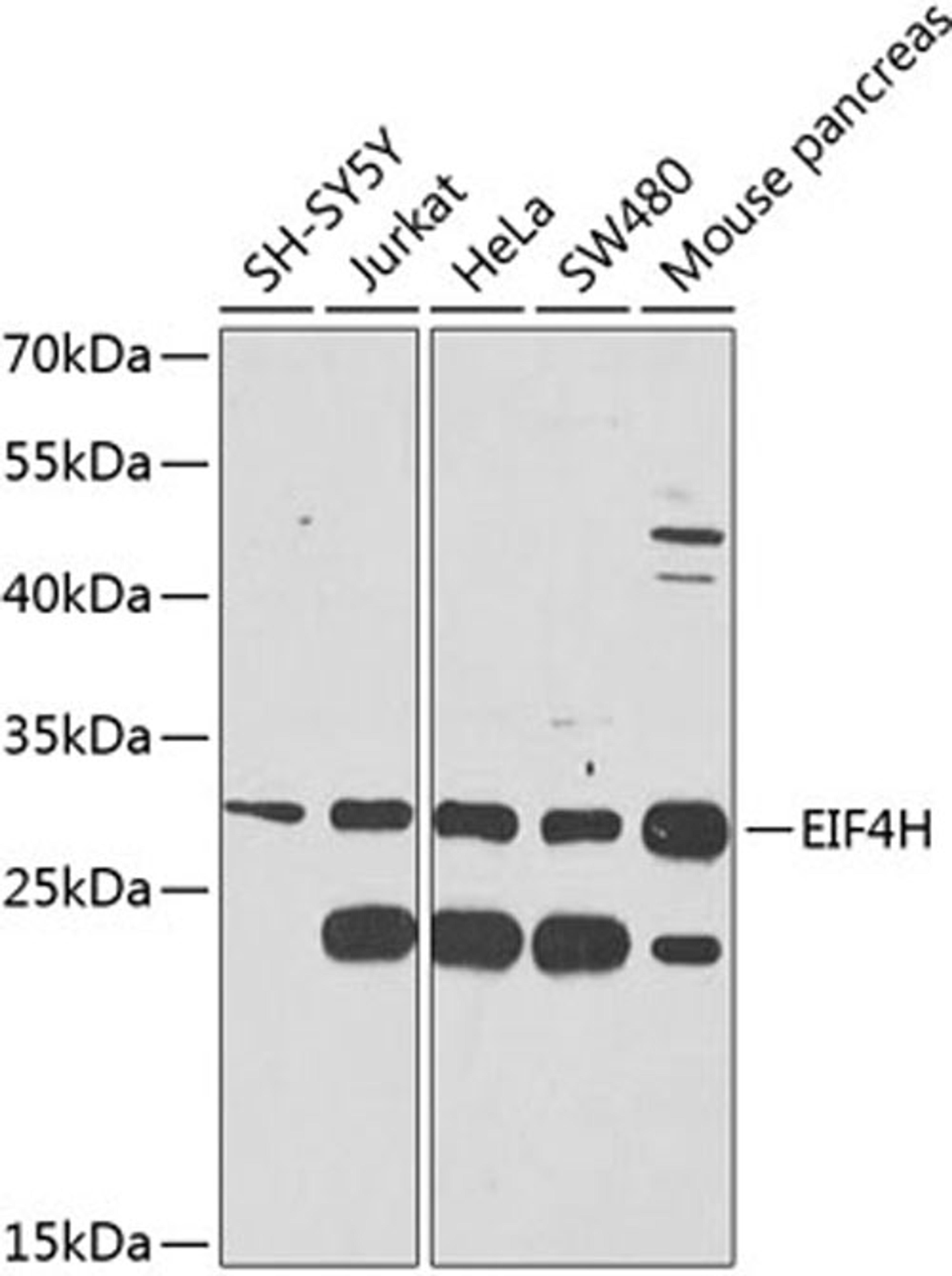 Western blot - EIF4H antibody (A9953)