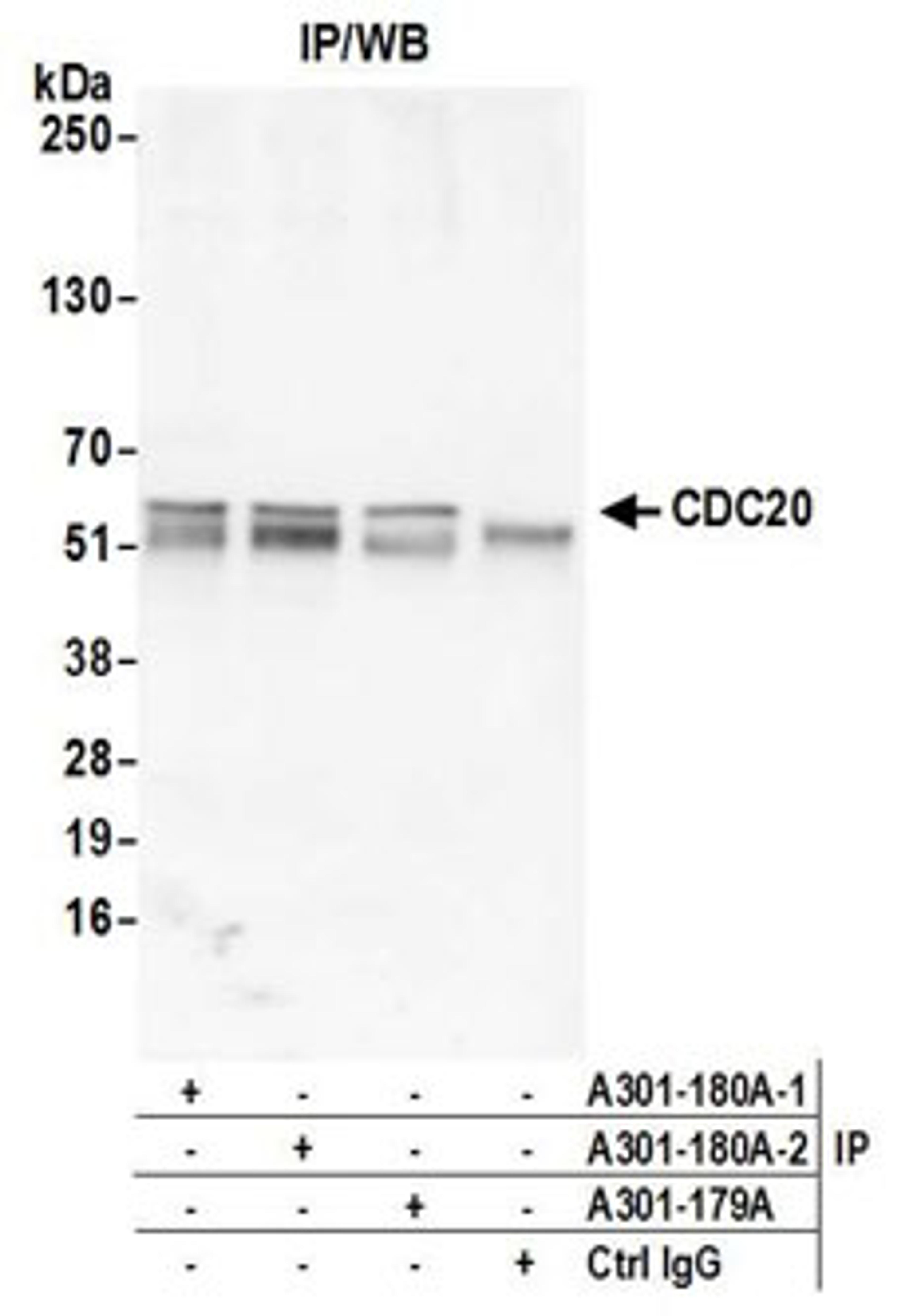 Detection of human CDC20 by western blot of immunoprecipitates.