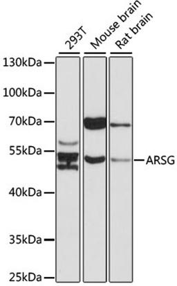 Western blot - ARSG antibody (A17102)