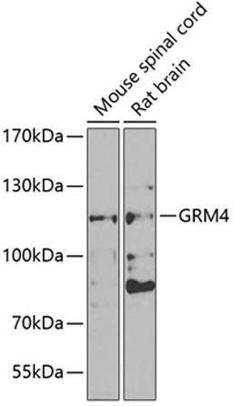 Western blot - GRM4 antibody (A7284)