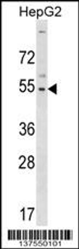 Western blot analysis in HepG2 cell line lysates (35ug/lane).