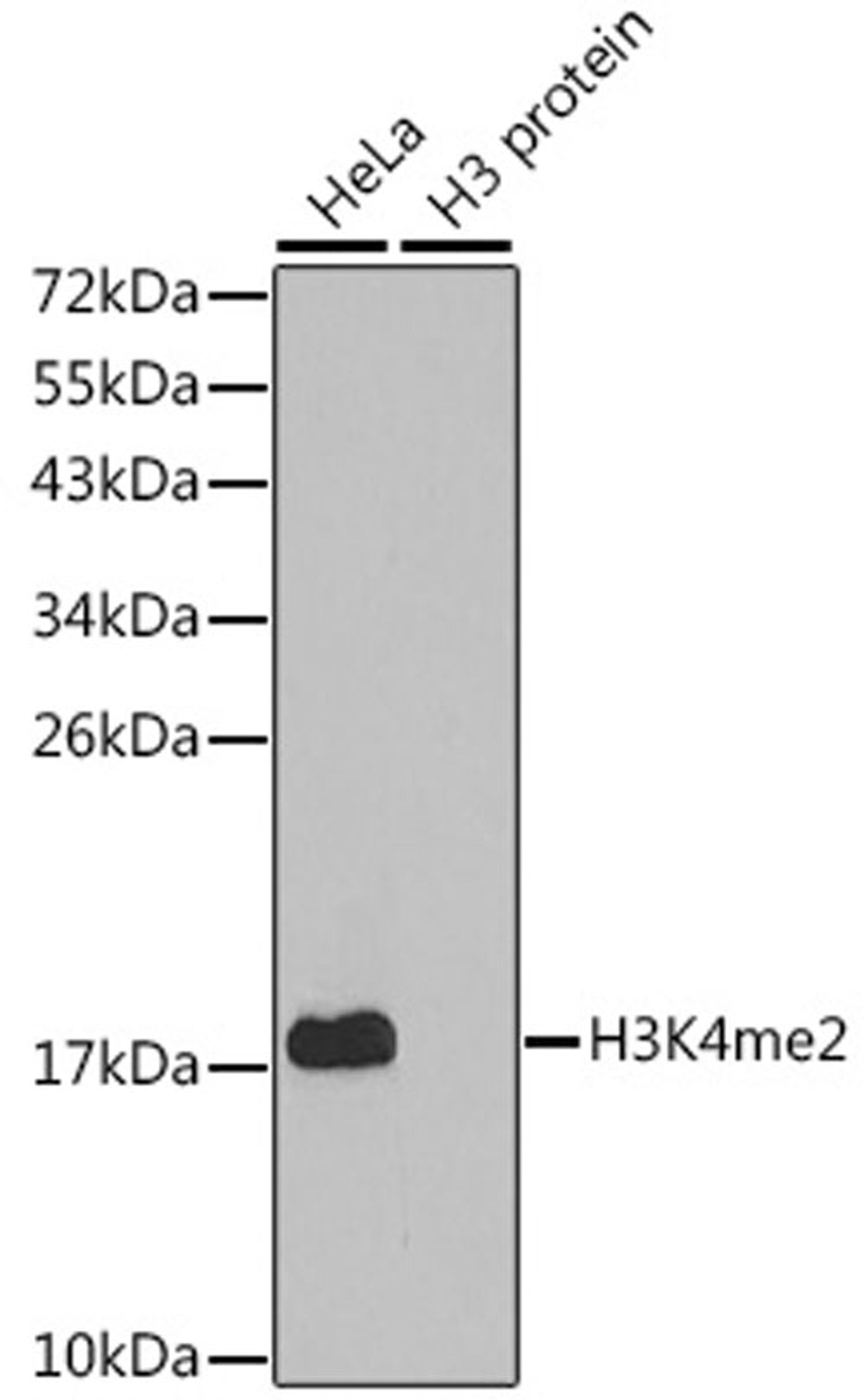 Western blot - DiMethyl-Histone H3-K4 antibody (A2356)