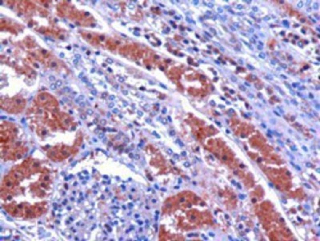 Immunohistochemistry: GIPC1 Antibody [NB100-1353] - Staining of paraffin embedded Human Kidney. Microwaved antigen retrieval with Tris/EDTA buffer pH9, HRP-staining.