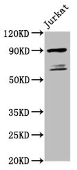 Western Blot. Positive WB detected in: Jurkat whole cell lysate. All lanes: TAX1BP1 antibody at 5.5µg/ml. Secondary. Goat polyclonal to rabbit IgG at 1/50000 dilution. Predicted band size: 91, 87, 66, 69 kDa. Observed band size: 91, 69 kDa