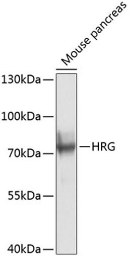 Western blot - HRG antibody (A8431)