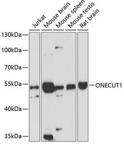 Western blot - ONECUT1 antibody (A12774)