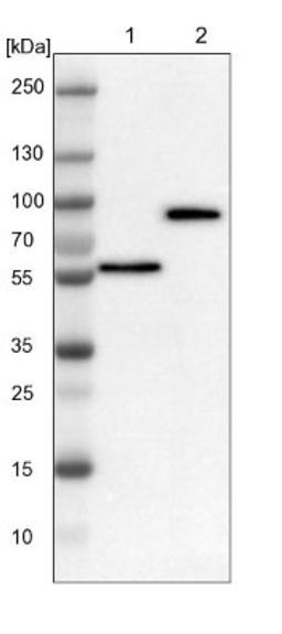 Western Blot: ITPRIPL1 Antibody [NBP1-82895] - Lane 1: NIH-3T3 cell lysate (Mouse embryonic fibroblast cells)<br/>Lane 2: NBT-II cell lysate (Rat Wistar bladder tumour cells)