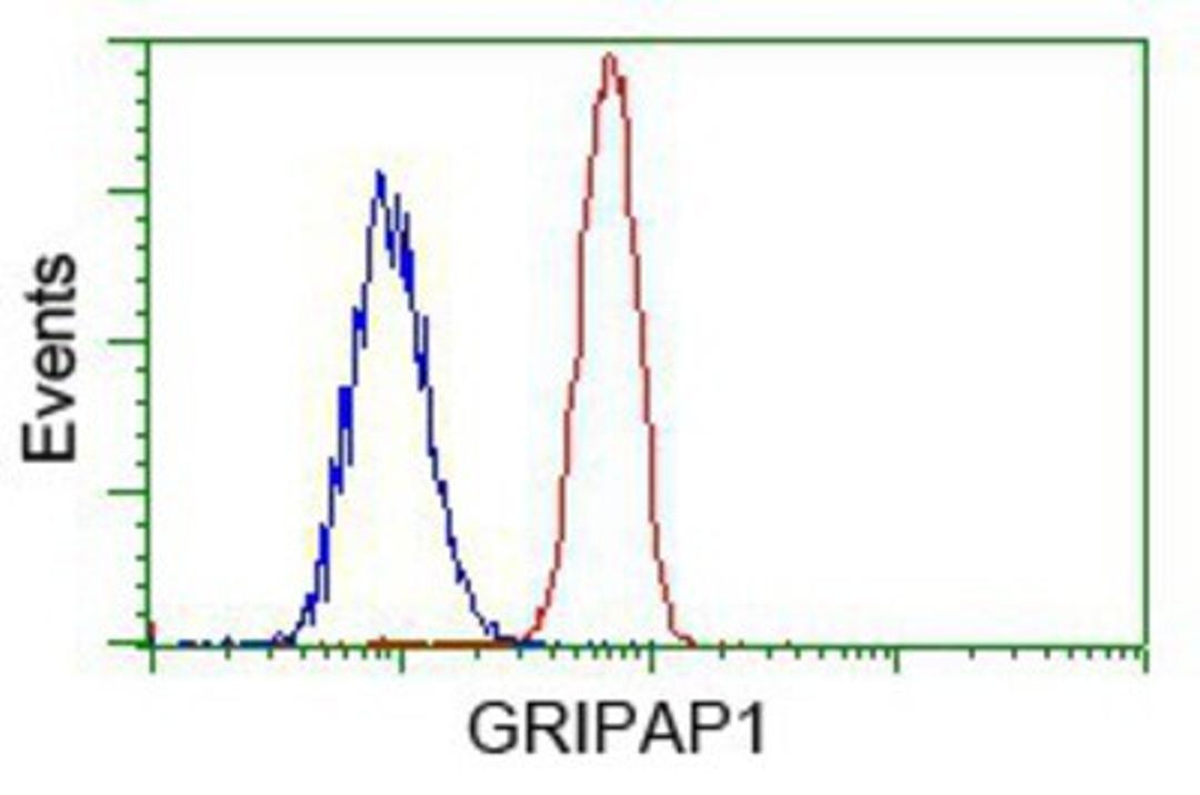 Flow Cytometry: GRASP1 Antibody (1E3) [NBP2-02277] - Analysis of Hela cells, using anti-GRASP1 antibody, (Red) compared to a nonspecific negative control antibody (Blue).