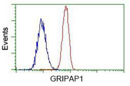 Flow Cytometry: GRASP1 Antibody (1E3) [NBP2-02277] - Analysis of Hela cells, using anti-GRASP1 antibody, (Red) compared to a nonspecific negative control antibody (Blue).