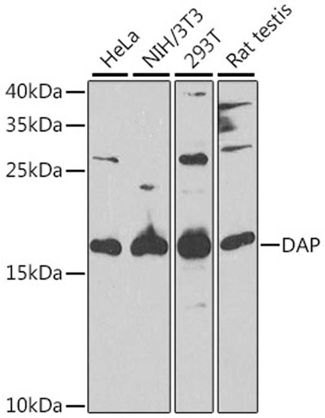 Western blot - DAP antibody (A6150)