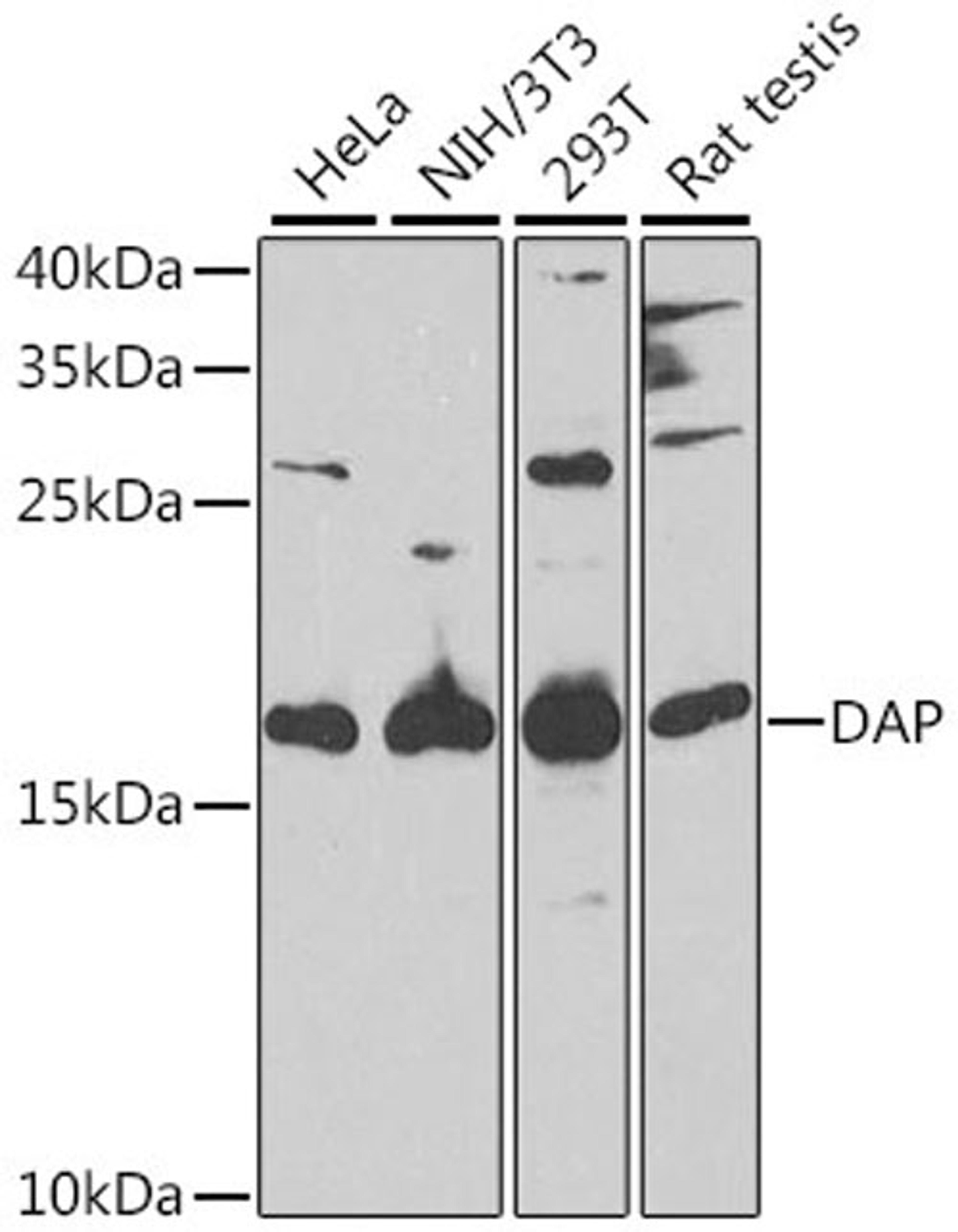 Western blot - DAP antibody (A6150)