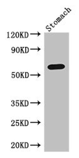 Western Blot. Positive WB detected in: Mouse stomach tissue. All lanes: IL4I1 antibody at 3ug/ml. Secondary. Goat polyclonal to rabbit IgG at 1/50000 dilution. Predicted band size: 63, 66 kDa. Observed band size: 63 kDa. 