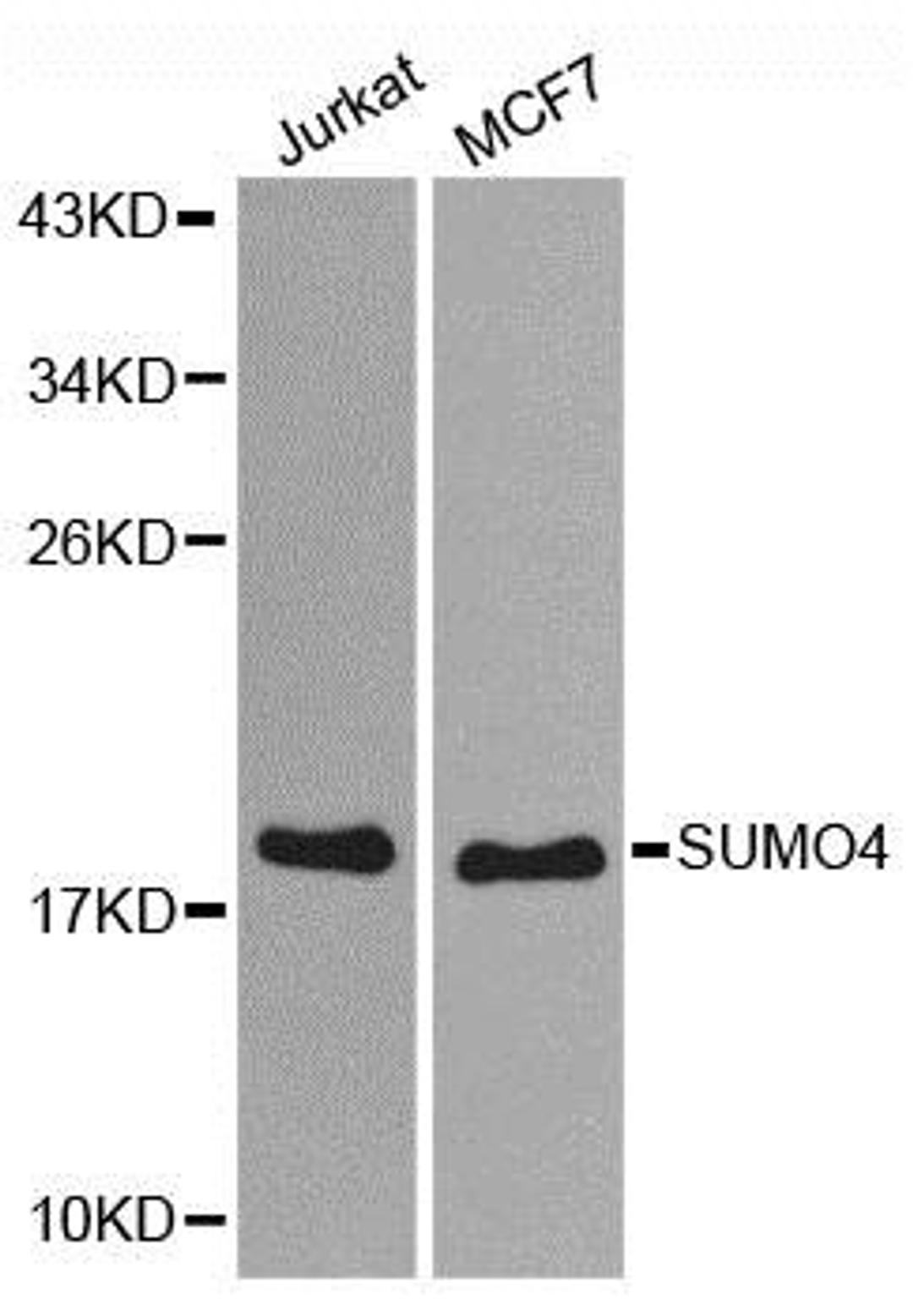 Western blot analysis of extracts of various cell lines using SUMO4 antibody