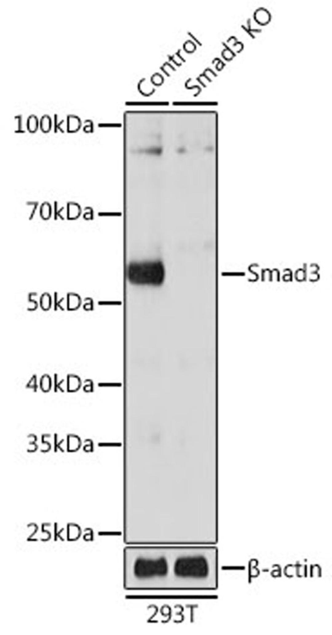 Western blot - Smad3 antibody (A19115)