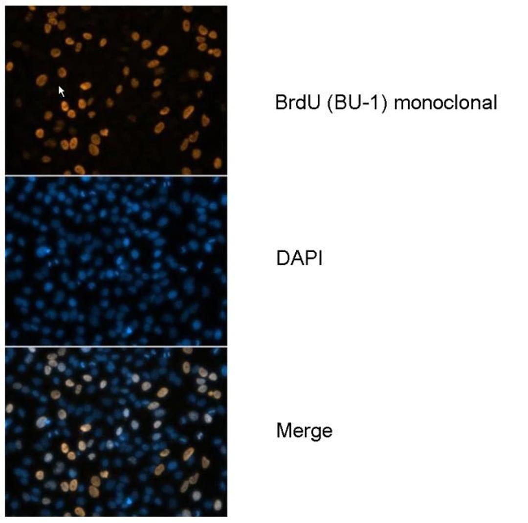 BrdU Antibody (MA3-071) in ICC/IF