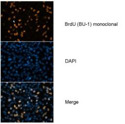 BrdU Antibody (MA3-071) in ICC/IF