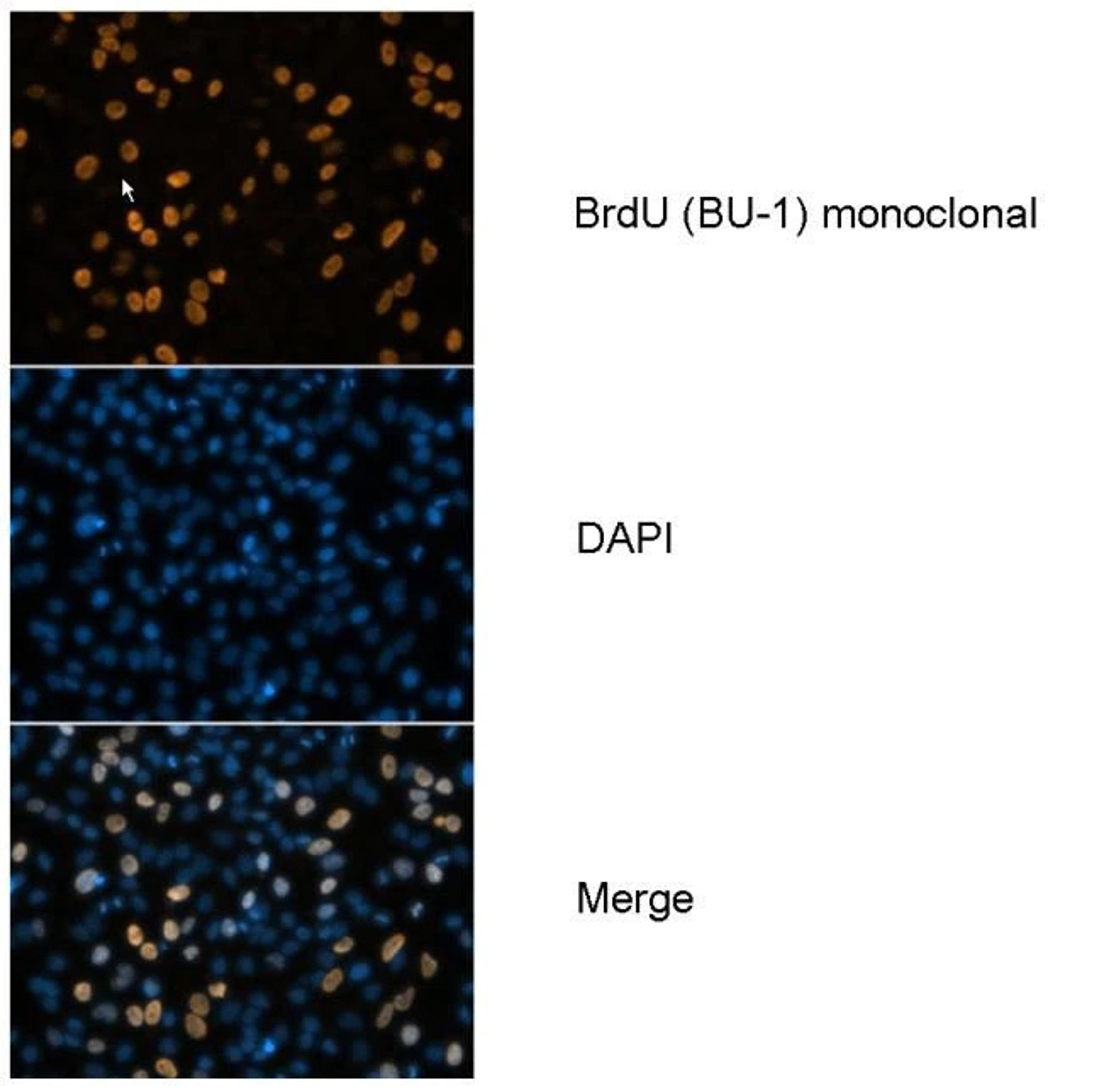 BrdU Antibody (MA3-071) in ICC/IF