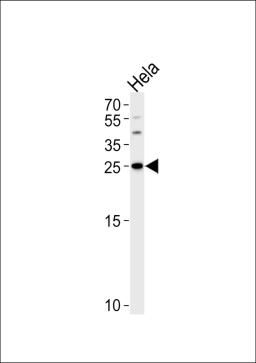 Western blot analysis of lysate from Hela cell line, using YWHAG Antibody at 1:1000 at each lane.