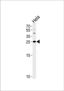 Western blot analysis of lysate from Hela cell line, using YWHAG Antibody at 1:1000 at each lane.