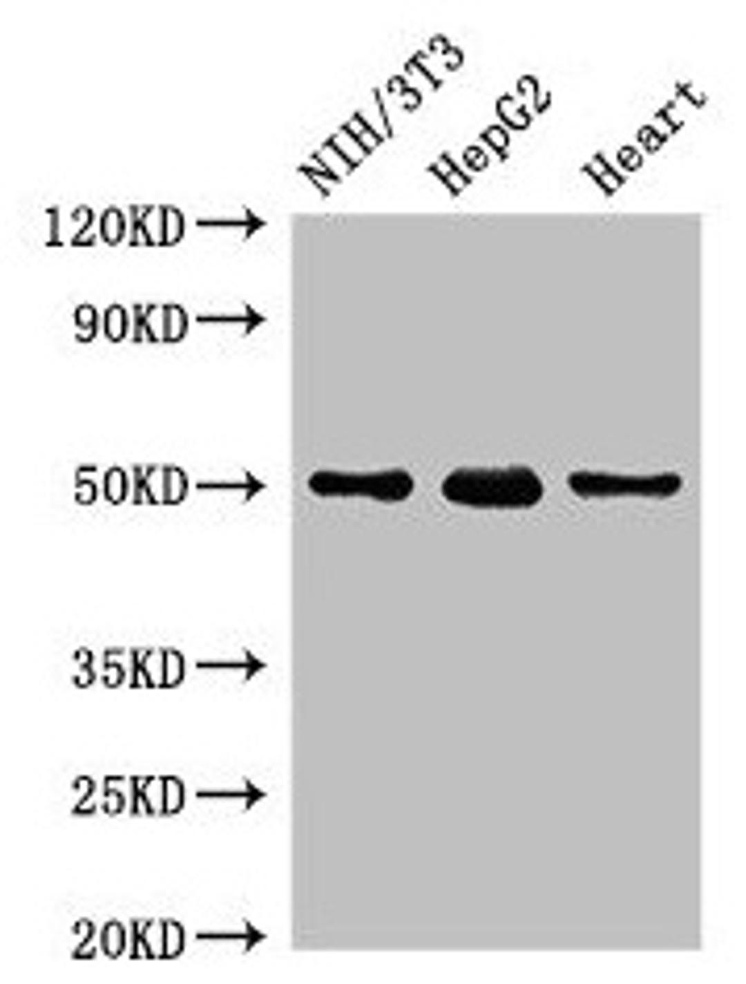 Western Blot. Positive WB detected in: NIH/3T3 whole cell lysate, HepG2 whole cell lysate, Rat heart tissue. All lanes: GCM2 antibody at 2µg/ml. Secondary. Goat polyclonal to rabbit IgG at 1/50000 dilution. Predicted band size: 57 kDa. Observed band size: 50 kDa