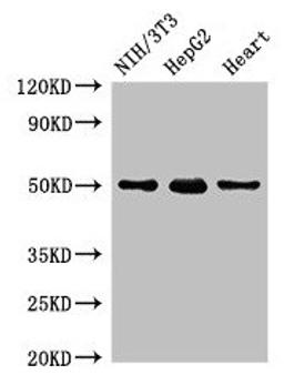 Western Blot. Positive WB detected in: NIH/3T3 whole cell lysate, HepG2 whole cell lysate, Rat heart tissue. All lanes: GCM2 antibody at 2µg/ml. Secondary. Goat polyclonal to rabbit IgG at 1/50000 dilution. Predicted band size: 57 kDa. Observed band size: 50 kDa