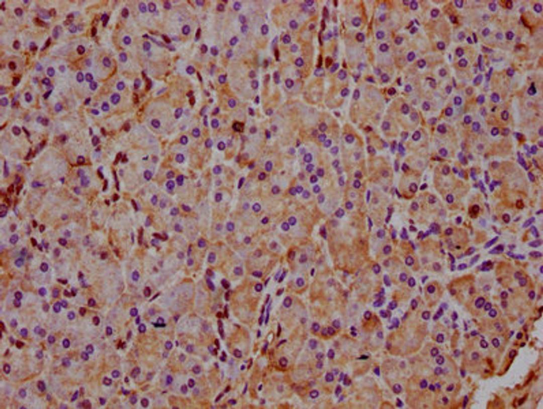 IHC image of CSB-PA873641LA01HU diluted at 1:400 and staining in paraffin-embedded human pancreatic tissue performed on a Leica BondTM system. After dewaxing and hydration, antigen retrieval was mediated by high pressure in a citrate buffer (pH 6.0). Section was blocked with 10% normal goat serum 30min at RT. Then primary antibody (1% BSA) was incubated at 4°C overnight. The primary is detected by a biotinylated secondary antibody and visualized using an HRP conjugated SP system.