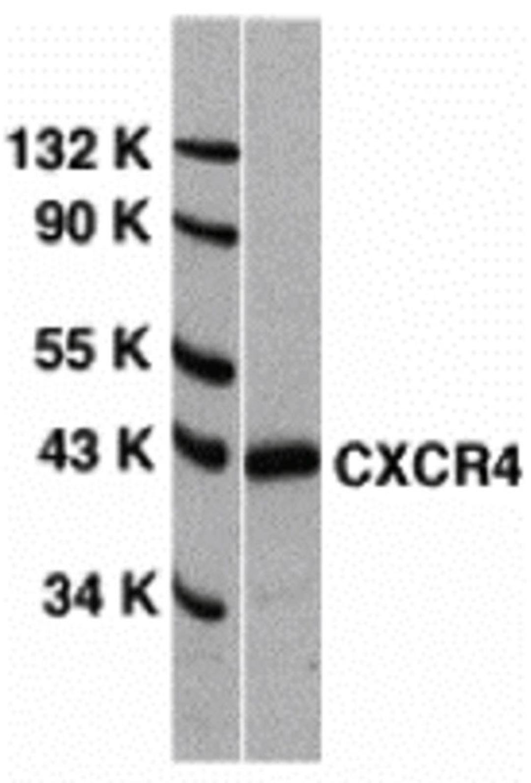 <strong>Figure 1 Western Blot Validation of CXCR4 in HeLa Cells </strong><br> Loading: 15 &#956;g of lysates per lane. Antibodies: 1009 (1 &#956;g/mL), 1 h incubation at RT in 5% NFDM/TBST. Secondary: Goat anti-rabbit IgG HRP 