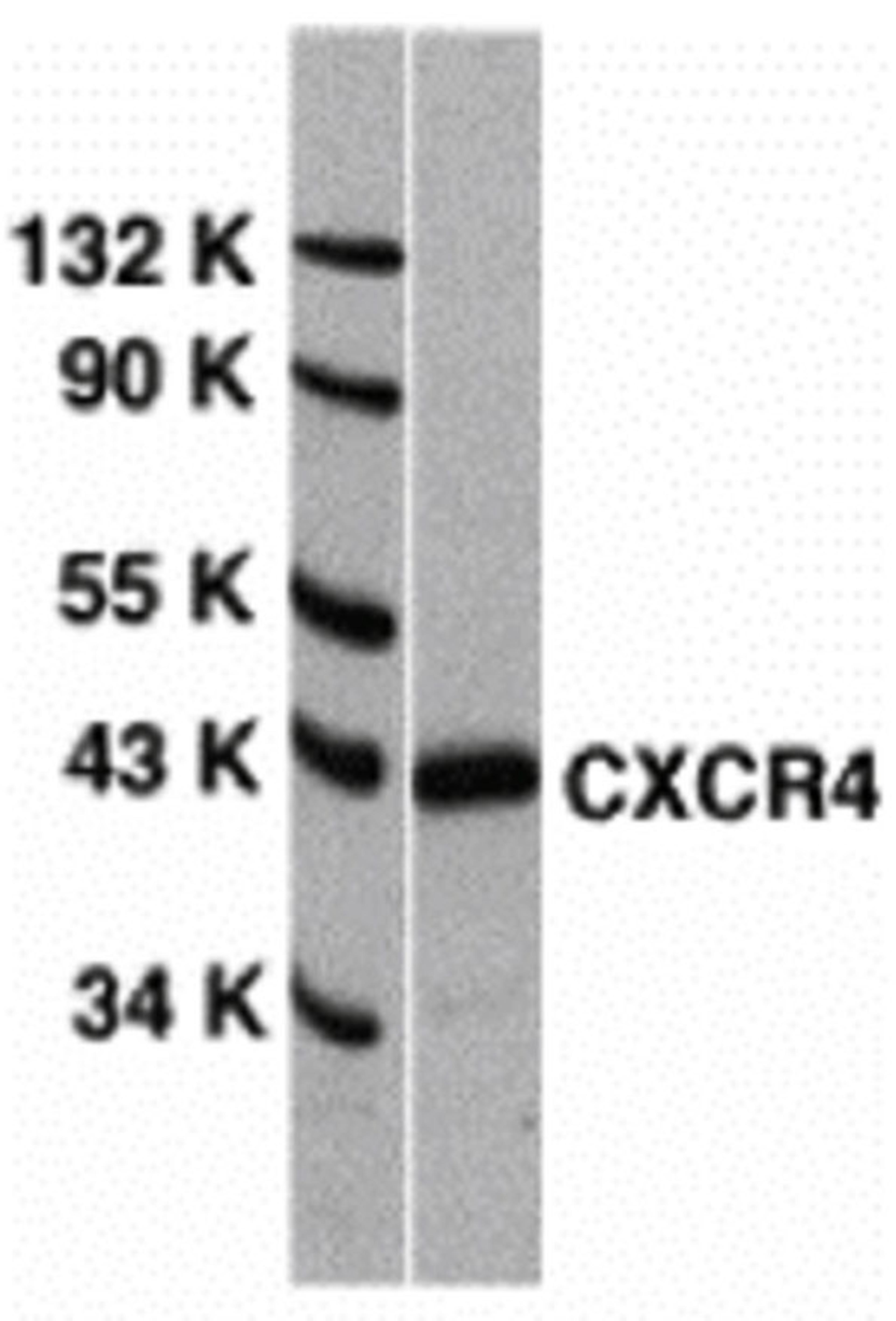 <strong>Figure 1 Western Blot Validation of CXCR4 in HeLa Cells </strong><br> Loading: 15 &#956;g of lysates per lane. Antibodies: 1009 (1 &#956;g/mL), 1 h incubation at RT in 5% NFDM/TBST. Secondary: Goat anti-rabbit IgG HRP 