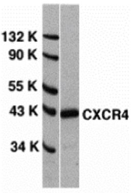 <strong>Figure 1 Western Blot Validation of CXCR4 in HeLa Cells </strong><br> Loading: 15 μg of lysates per lane. Antibodies: 1009 (1 μg/mL), 1 h incubation at RT in 5% NFDM/TBST. Secondary: Goat anti-rabbit IgG HRP