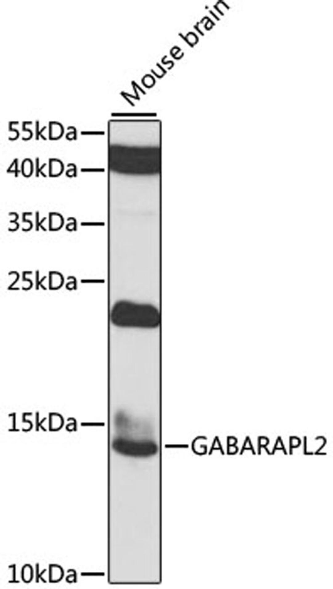 Western blot - GABARAPL2 antibody (A7782)