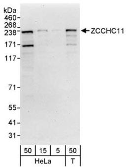 Detection of human ZCCHC11 by western blot.