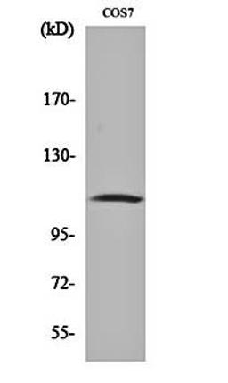 Western blot analysis of COS7 cell lysates using Gab 1 (phospho-Y627) antibody