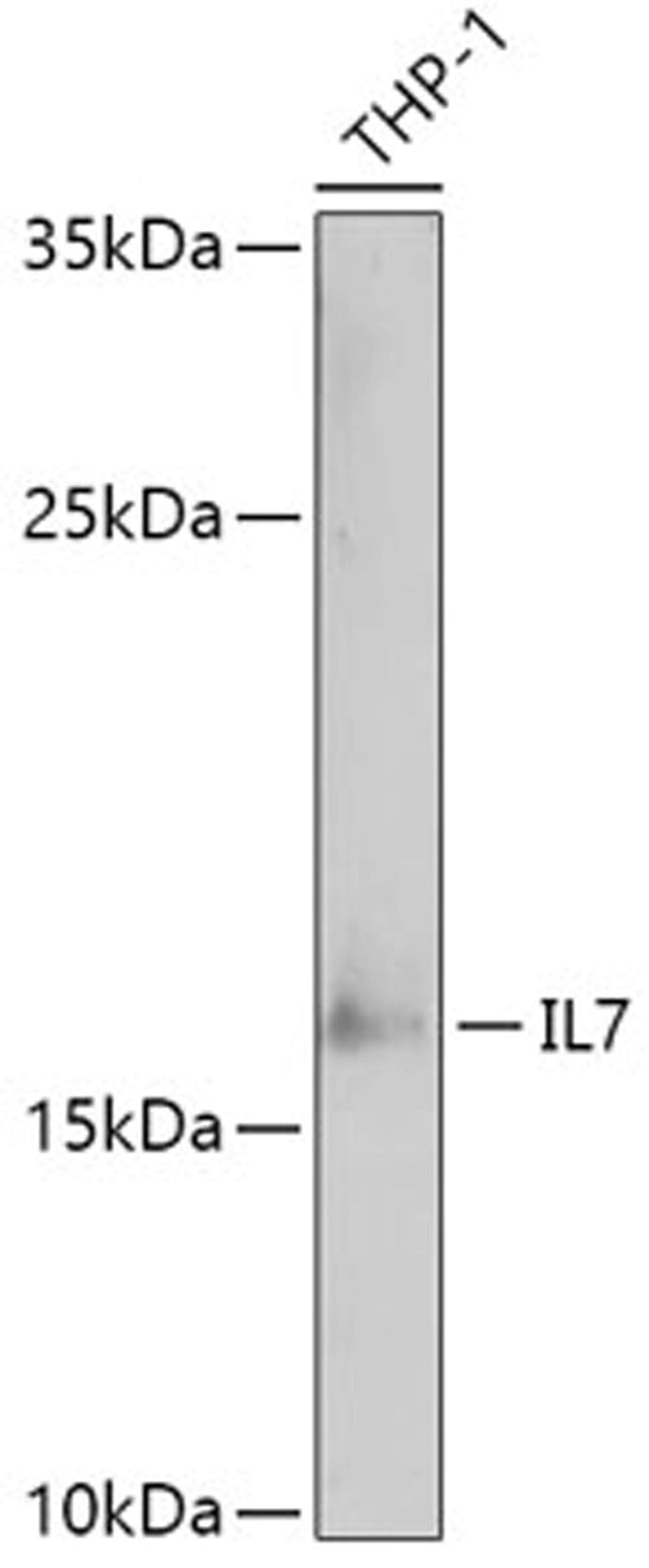 Western blot - IL7 antibody (A1650)