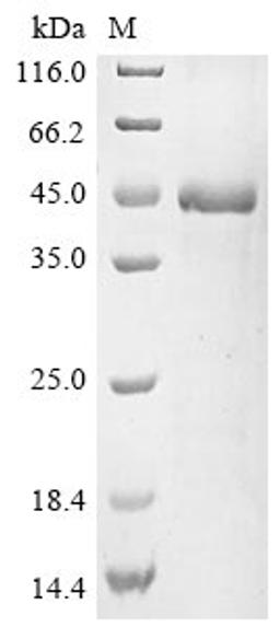 (Tris-Glycine gel) Discontinuous SDS-PAGE (reduced) with 5% enrichment gel and 15% separation gel.