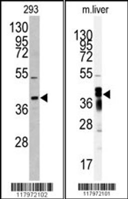 Western blot analysis of anti-AKR7A2 antibody in 293 cell line lysates (35ug/lane) Western blot analysis of anti-AKR7A2 Antibody in mouse liver tissue lysates (35ug/lane).