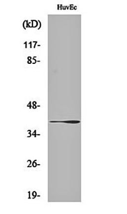 Western blot analysis of HuvEc cell lysates using Beta -1,3-Gal-T1 antibody