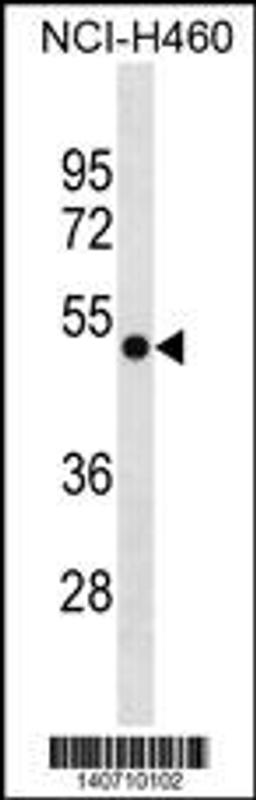 Western blot analysis in NCI-H460 cell line lysates (35ug/lane).