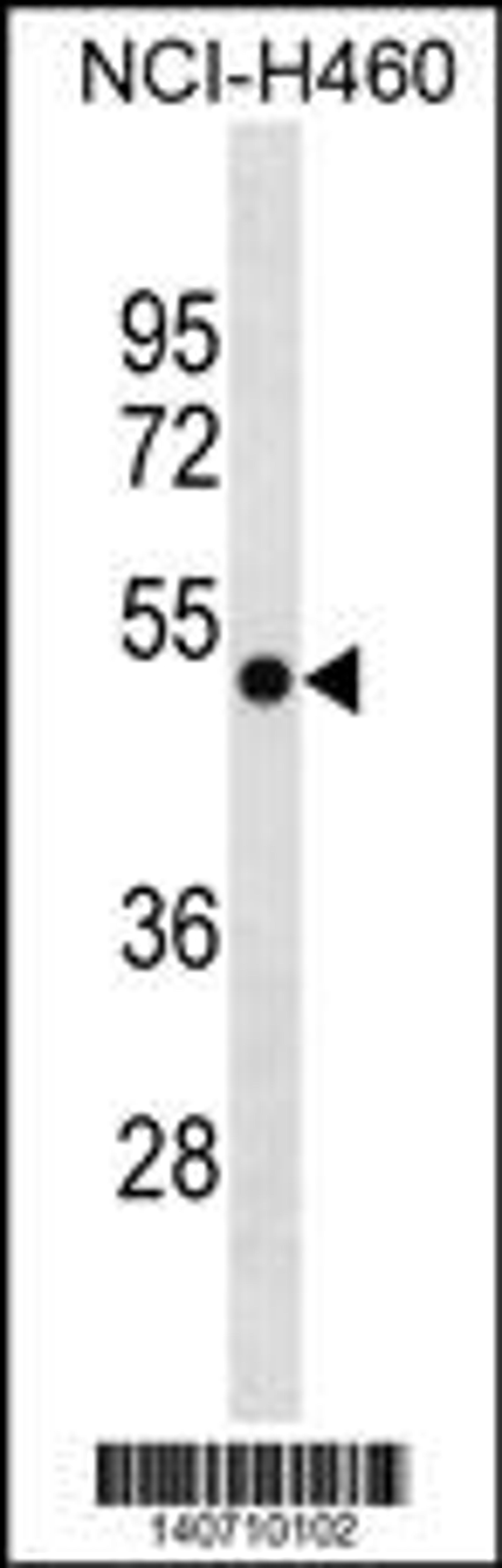 Western blot analysis in NCI-H460 cell line lysates (35ug/lane).