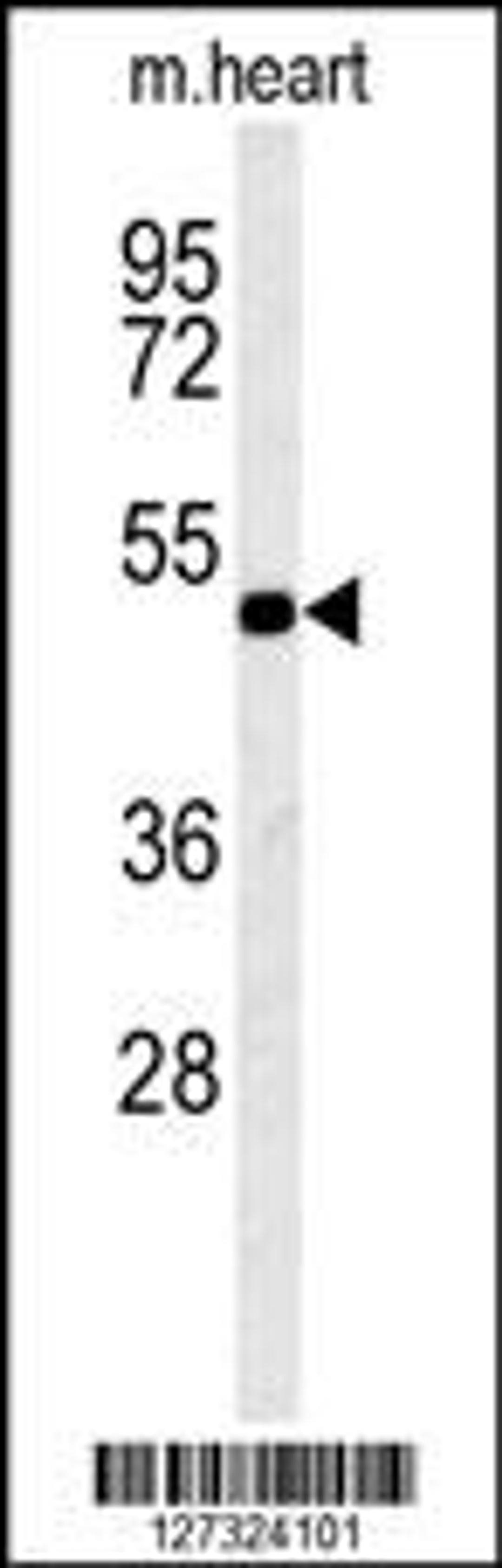 Western blot analysis in mouse heart tissue lysates (15ug/lane).This demonstrates the detected KCNV1 protein (arrow).